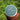 House of Rehua Kawakawa + Kūmarahou Skin Repair Balm